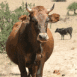 Vache brune
